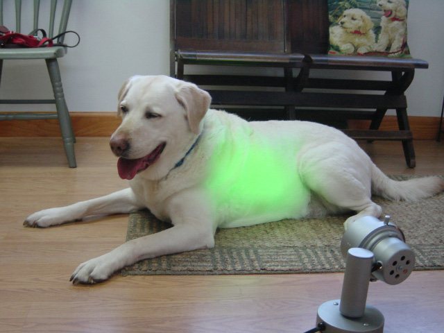 http://www.rescueanimalmp3.org/images/colorLightTherapy.jpg